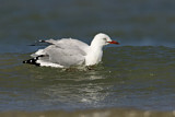 Image. Silver Gull
