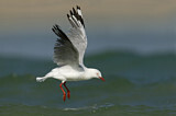 Image. Silver Gull
