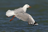 Image. Silver Gull
