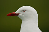 Image. Silver Gull