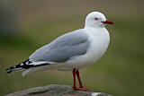 Image. Silver Gull