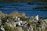 Image. Silver Gull