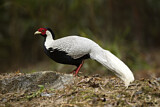 Image. Silver Pheasant