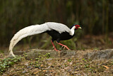 Image. Silver Pheasant