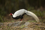 Image. Silver Pheasant