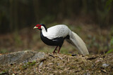 Image. Silver Pheasant