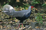 Image. Silver Pheasant