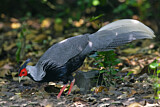 Image. Silver Pheasant