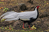 Image. Silver Pheasant