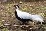 Image. Silver Pheasant
