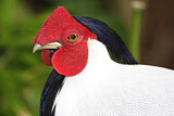 Image. Silver Pheasant