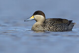 Image. Silver Teal