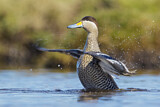 Image. Silver Teal