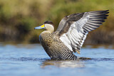 Image. Silver Teal
