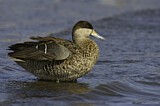 Image. Silver Teal