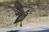Image. Silver Teal