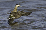 Image. Silver Teal