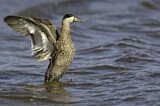 Image. Silver Teal