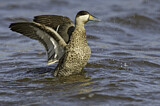 Image. Silver Teal