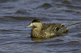 Image. Silver Teal