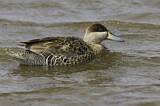 Image. Silver Teal