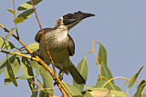 Image. Silver-crowned Friarbird