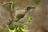 Image. Silver-crowned Friarbird