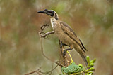 Image. Silver-crowned Friarbird