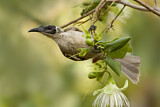 Image. Silver-crowned Friarbird