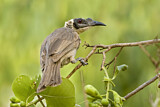 Image. Silver-crowned Friarbird