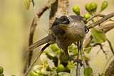 Image. Silver-crowned Friarbird