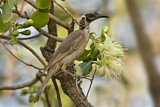 Image. Silver-crowned Friarbird