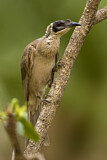 Image. Silver-crowned Friarbird