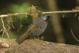 Image. Silver-eared Laughingthrush