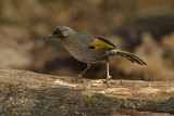 Image. Silver-eared Laughingthrush