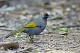 Image. Silver-eared Laughingthrush