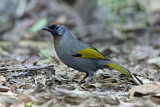 Image. Silver-eared Laughingthrush