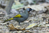 Image. Silver-eared Laughingthrush