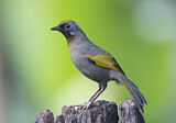 Image. Silver-eared Laughingthrush