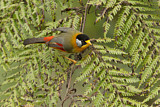 Image. Silver-eared Mesia