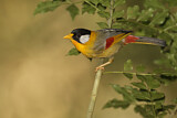 Image. Silver-eared Mesia