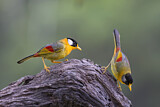 Image. Silver-eared Mesia