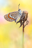 Image. Silver-studded Blue