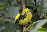 Image. Silver-throated Tanager