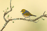 Image. Silvereye