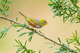Image. Silvereye