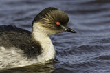 Image. Silvery Grebe