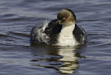 Image. Silvery Grebe