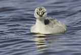 Image. Silvery Grebe