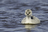 Image. Silvery Grebe